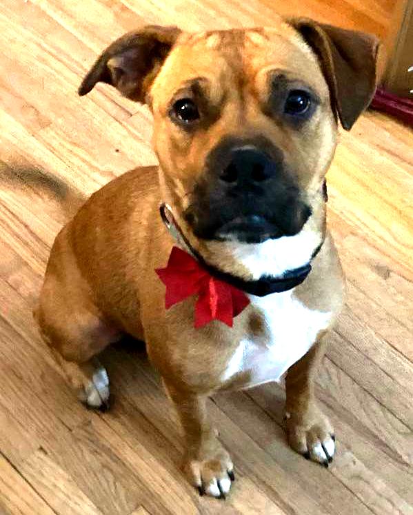 Bambie, Young Female Pit Bull Terrier