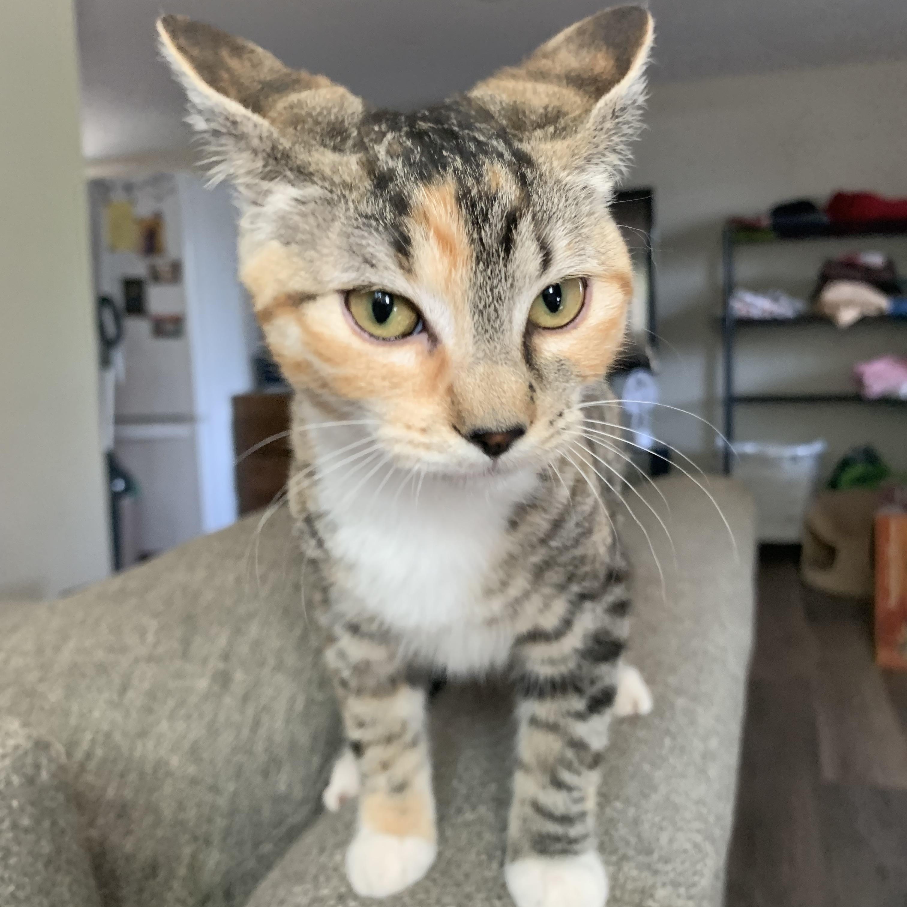 Elena, a Adoptable mixed breed in Wenatchee, WA image 2/4