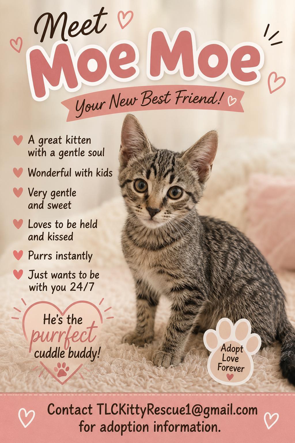 MOE (Moe Moe), Adoptable, Kitten Male Tabby & Domestic Short Hair.