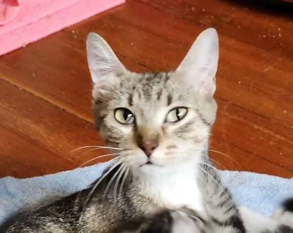 Enlarge Magenta, a Adoptable mixed breed in Winnipeg, MB image 1/1