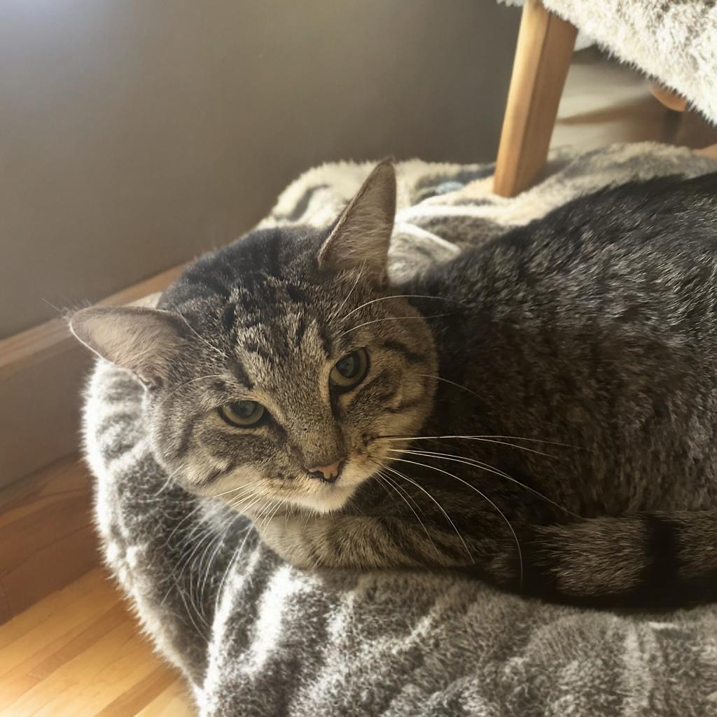 Gavin, Adoptable, Adult Male Domestic Short Hair.