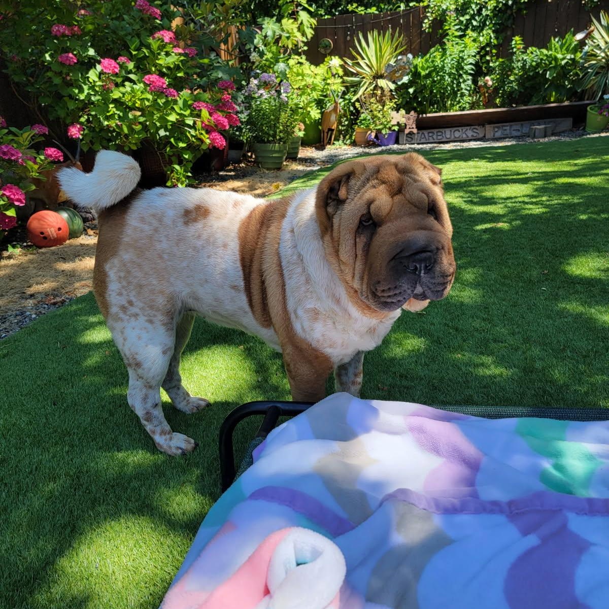 Enlarge Patty Cakes, a Adoptable Shar-Pei in Kirkland, WA image 1/6