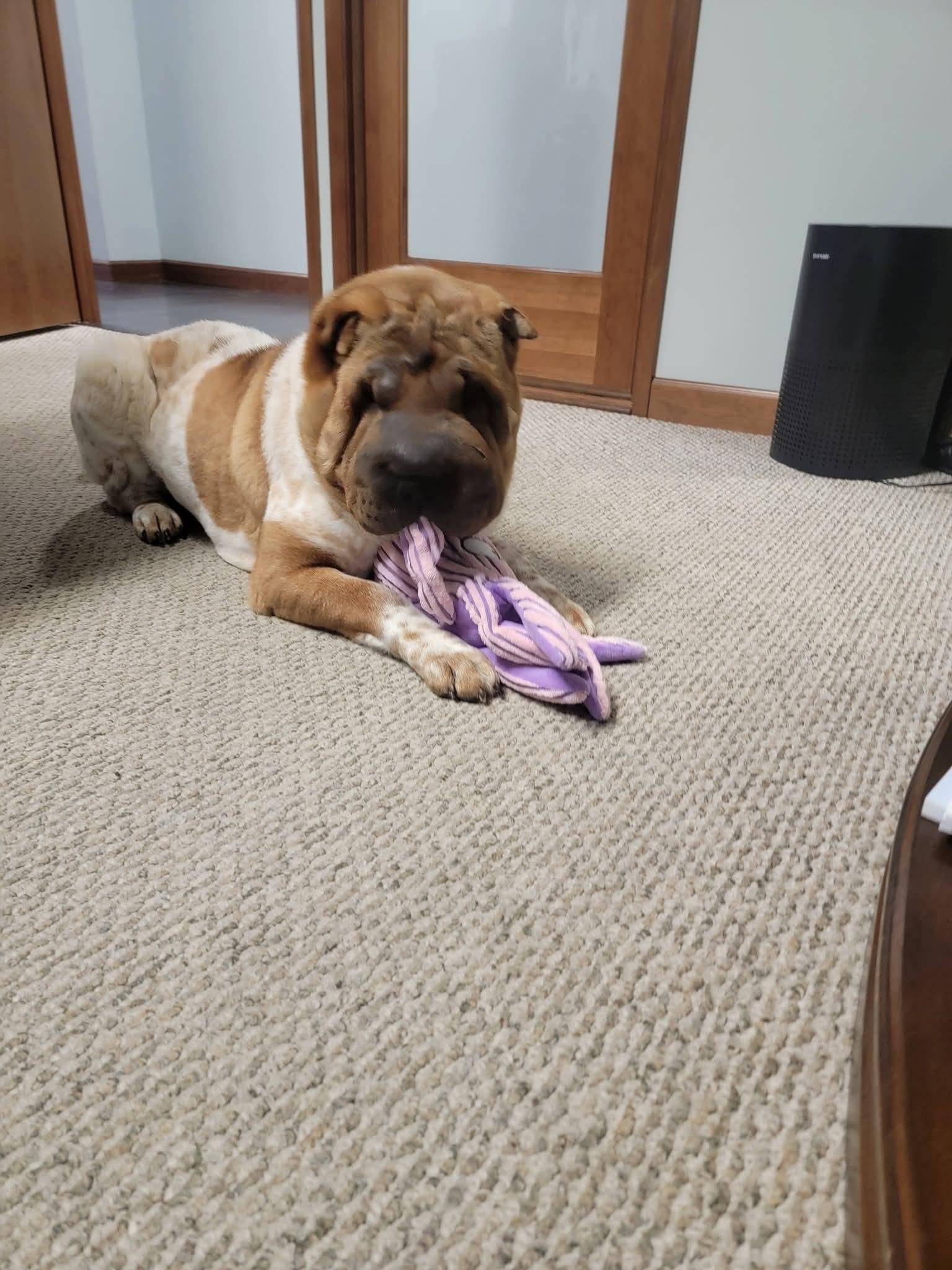 Enlarge Patty Cakes, a Adoptable Shar-Pei in Kirkland, WA image 6/6