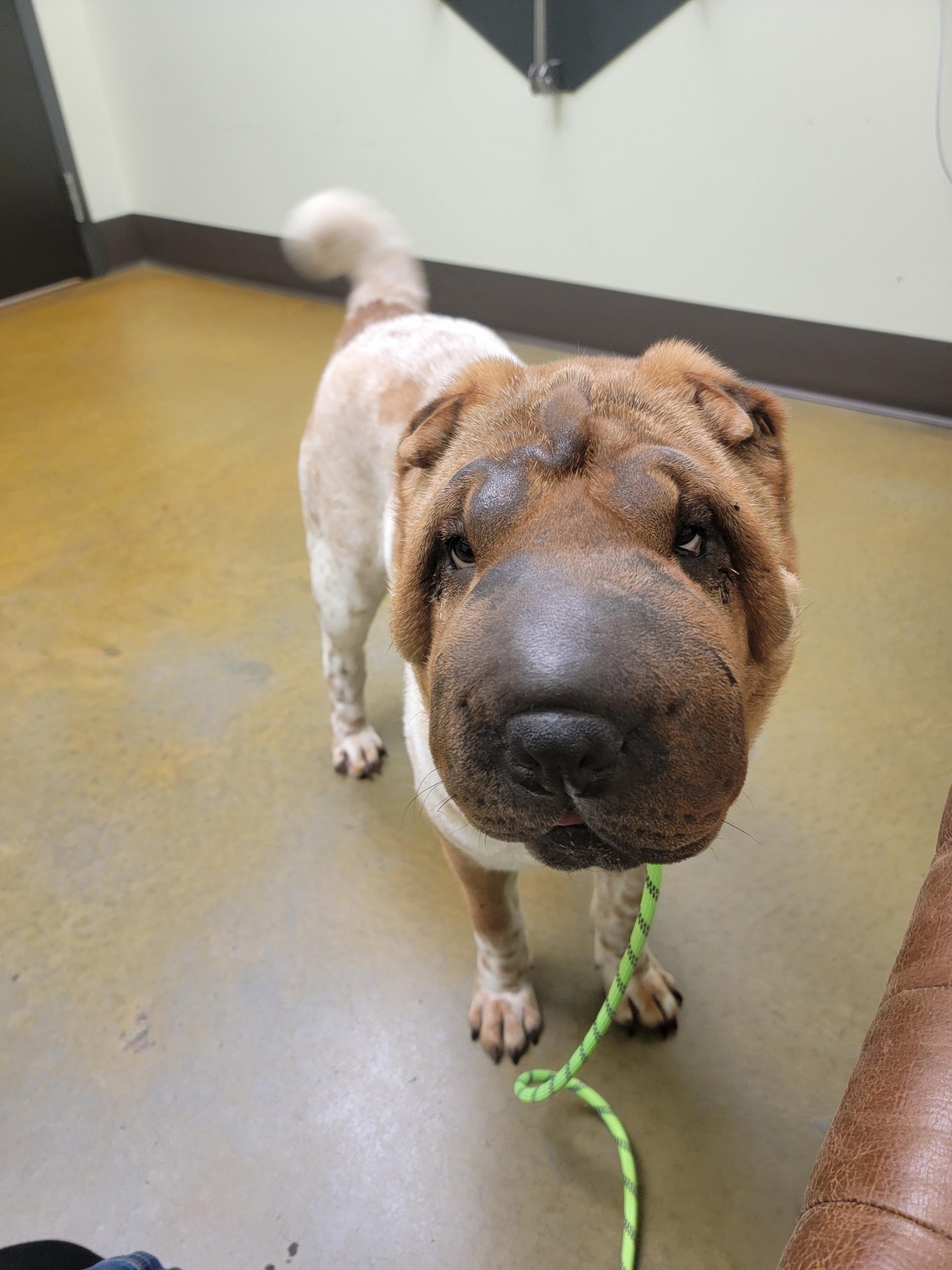 Enlarge Patty Cakes, a Adoptable Shar-Pei in Kirkland, WA image 4/6