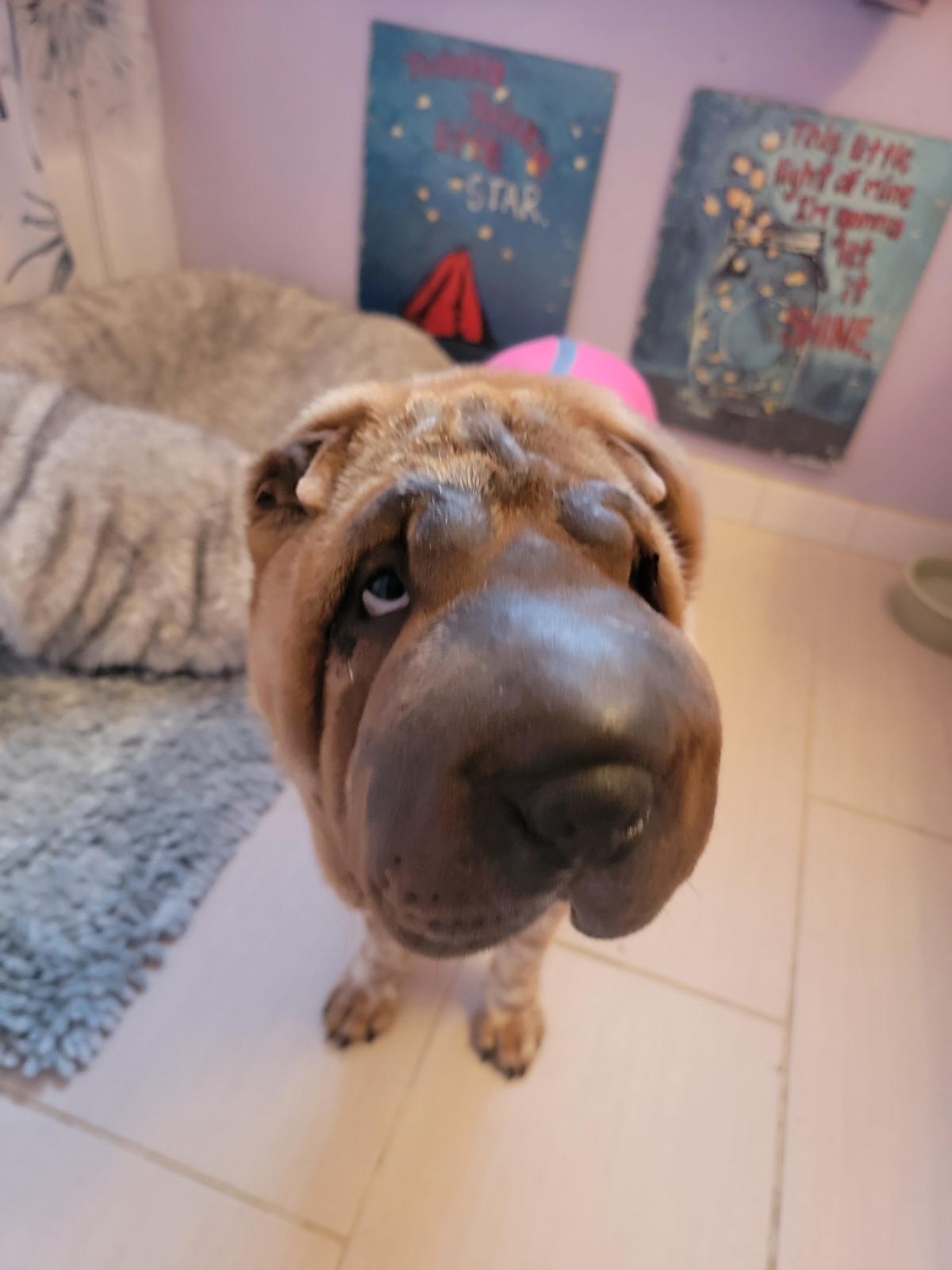 Enlarge Patty Cakes, a Adoptable Shar-Pei in Kirkland, WA image 2/6