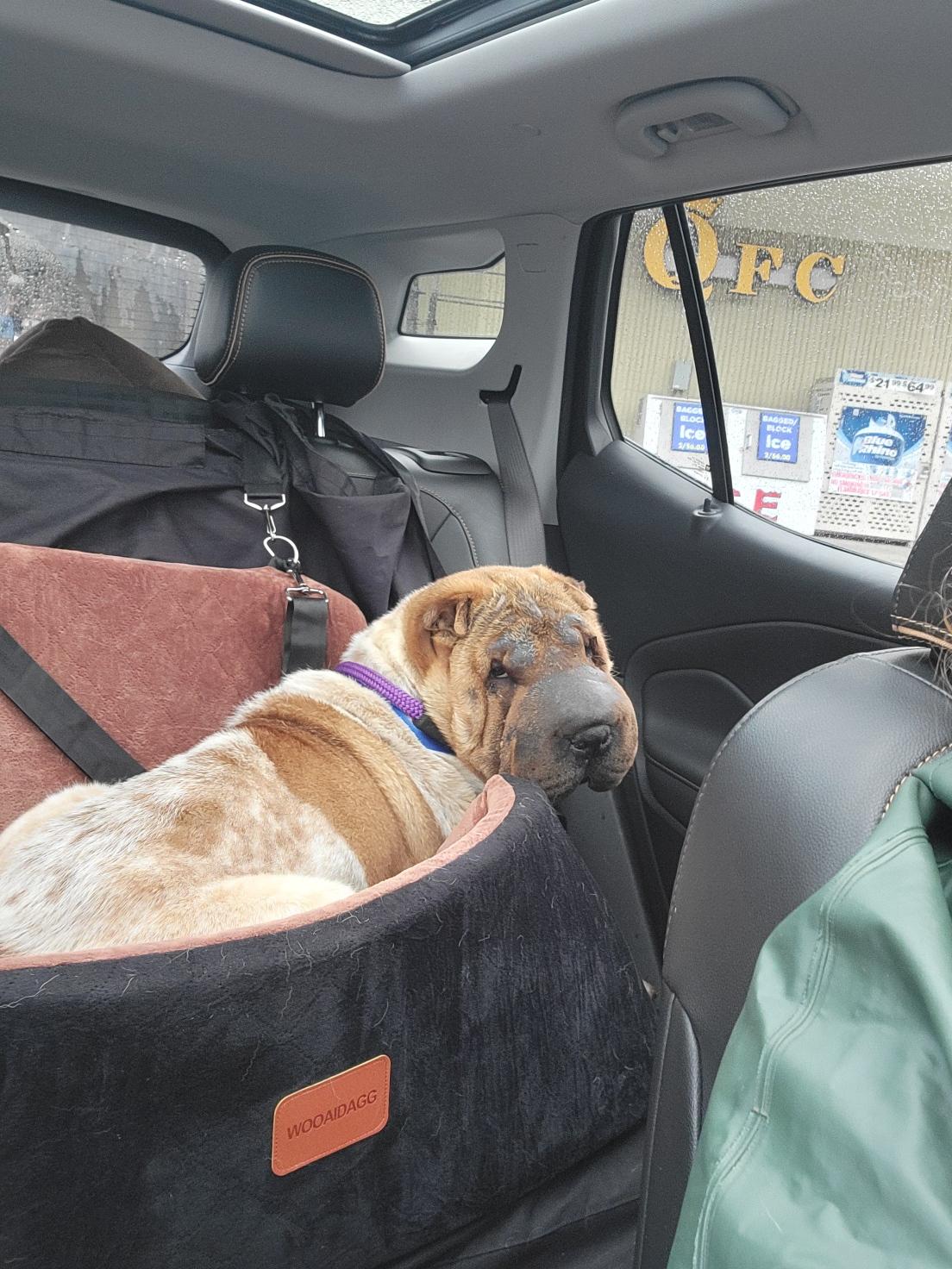 Enlarge Patty Cakes, a Adoptable Shar-Pei in Kirkland, WA image 5/6