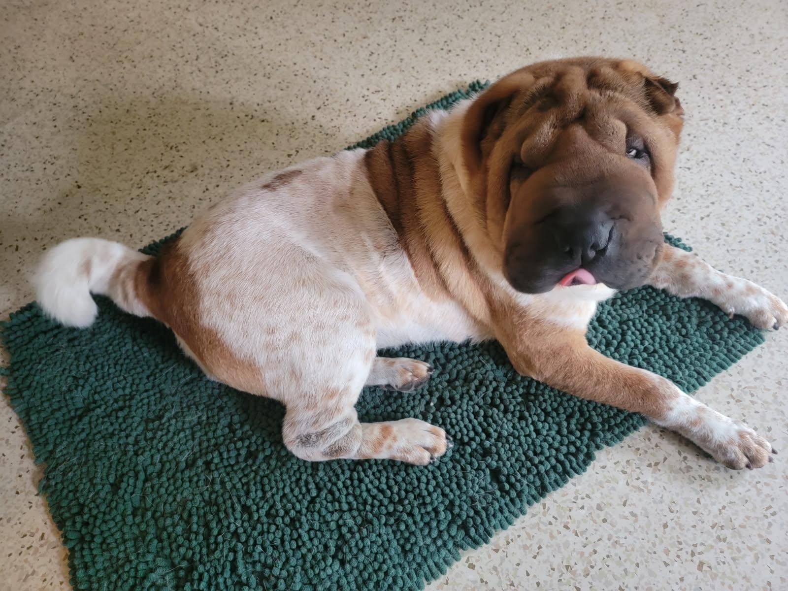 Enlarge Patty Cakes, a Adoptable Shar-Pei in Kirkland, WA image 3/6