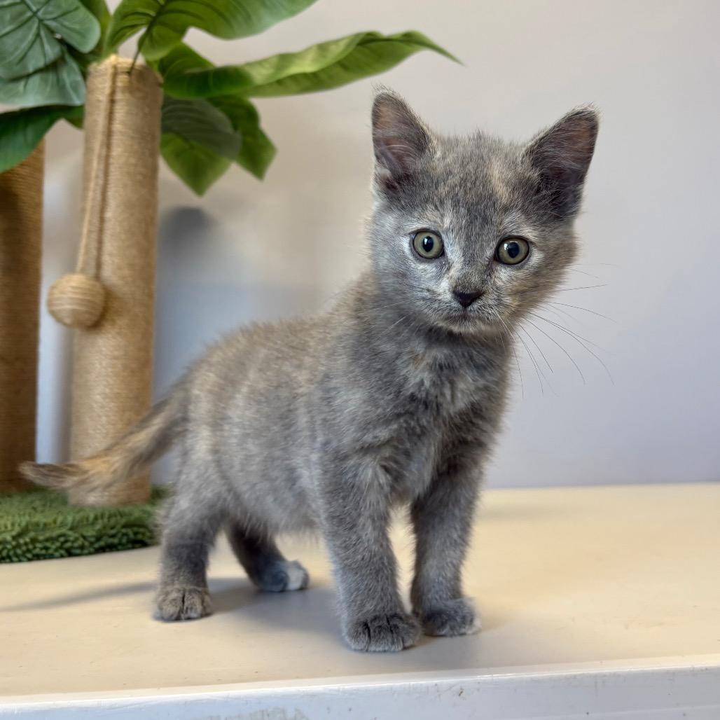 Enlarge Emmy, a Adoptable Domestic Short Hair in Saskatoon, SK image 2/4