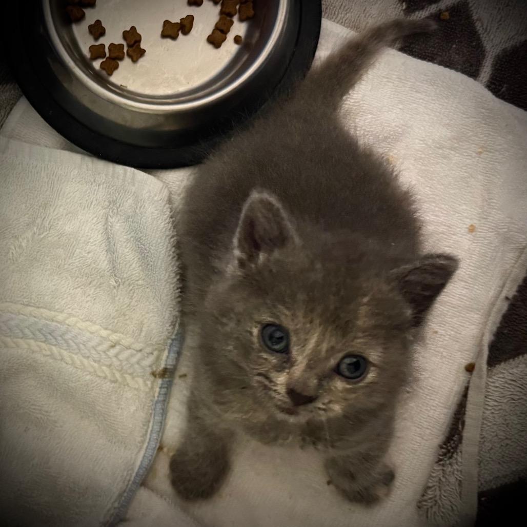 Enlarge Emmy, a Adoptable Domestic Short Hair in Saskatoon, SK image 3/4