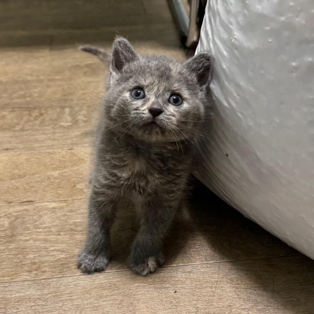 Enlarge Emmy, a Adoptable Domestic Short Hair in Saskatoon, SK image 4/4