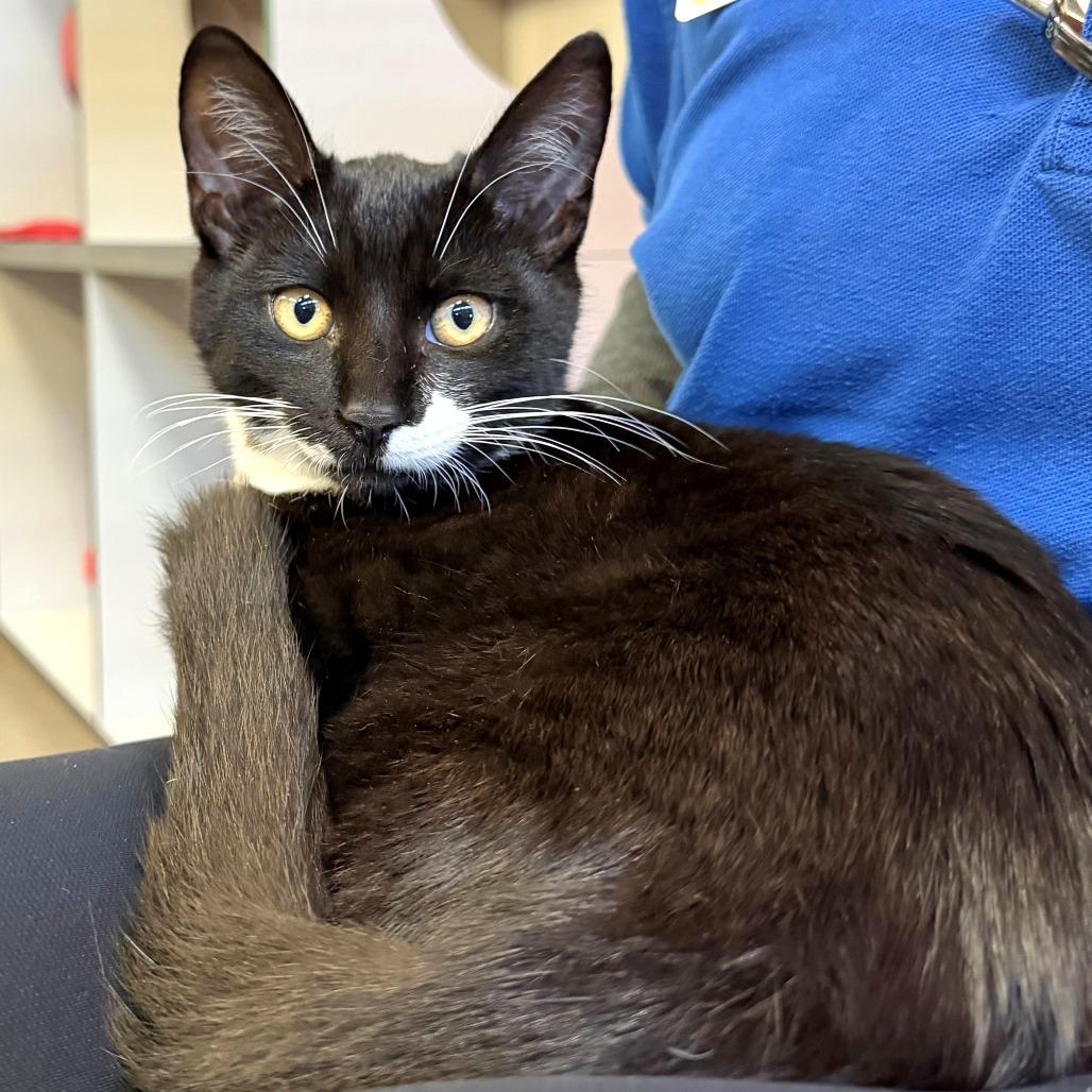 Twinkle Toes, Adoptable, Kitten Male Domestic Short Hair.