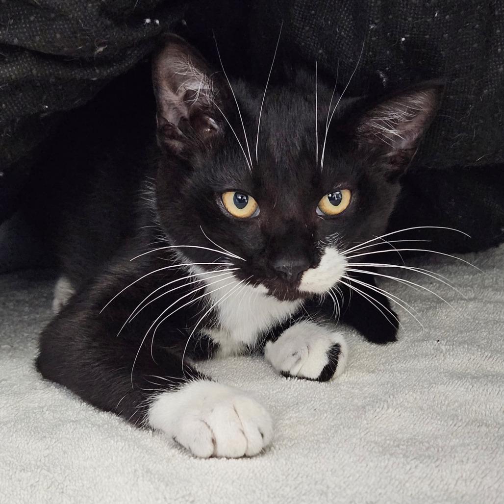 Twinkle Toes, Adoptable, Kitten Male Domestic Short Hair.