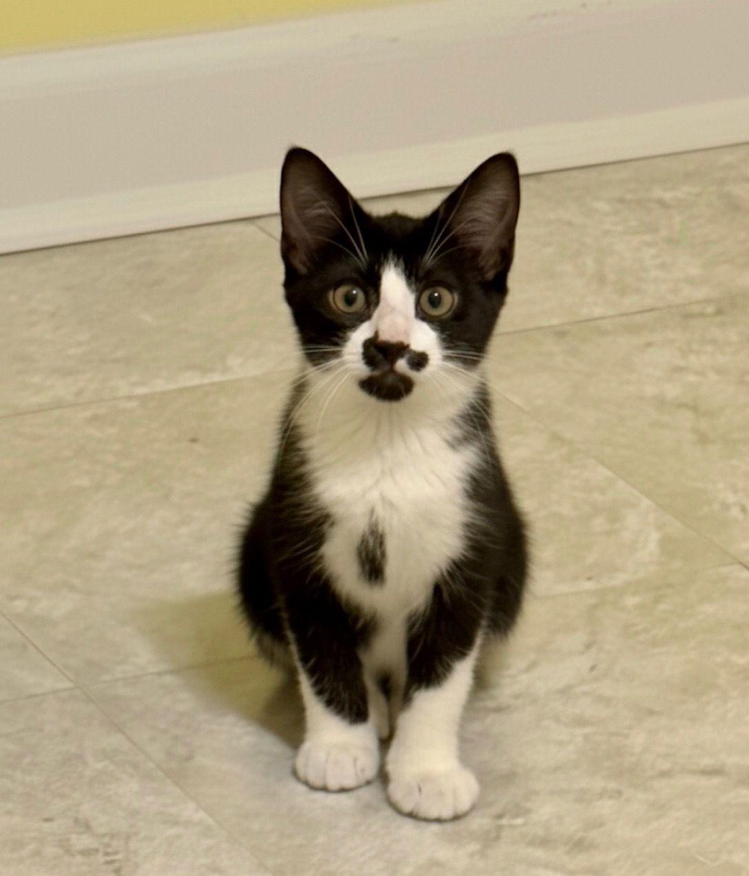 Enlarge Addy, a Adoptable Domestic Short Hair in Newtown Square, PA image 1/1