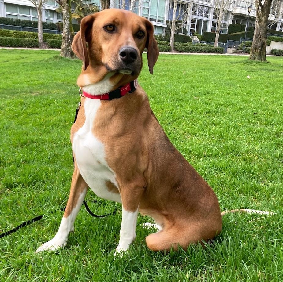 Enlarge Ms. Gorgeous Nova (Tripaw), a Adoptable mixed breed in Ridgefield, WA image 2/6