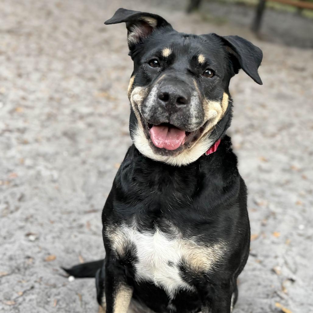 Enlarge Elexis, a Adoptable Mixed Breed in Port Charlotte, FL image 1/2