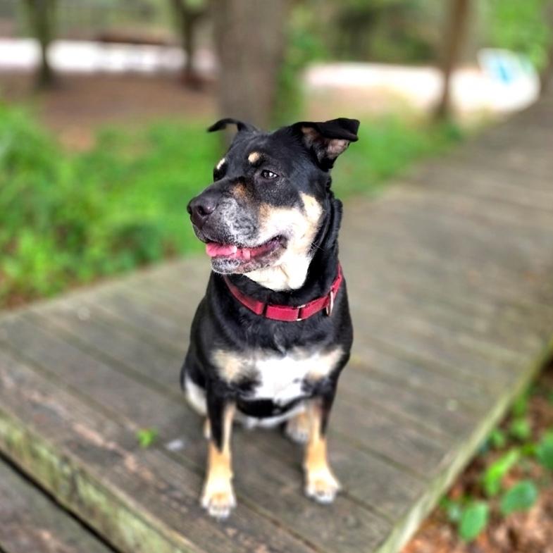Enlarge Elexis, a Adoptable Mixed Breed in Port Charlotte, FL image 2/6