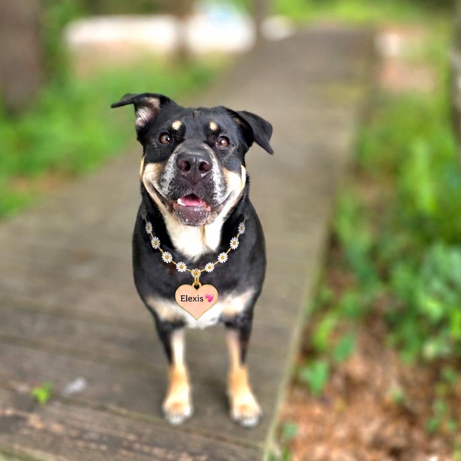 Enlarge Elexis, a Adoptable Mixed Breed in Port Charlotte, FL image 3/6