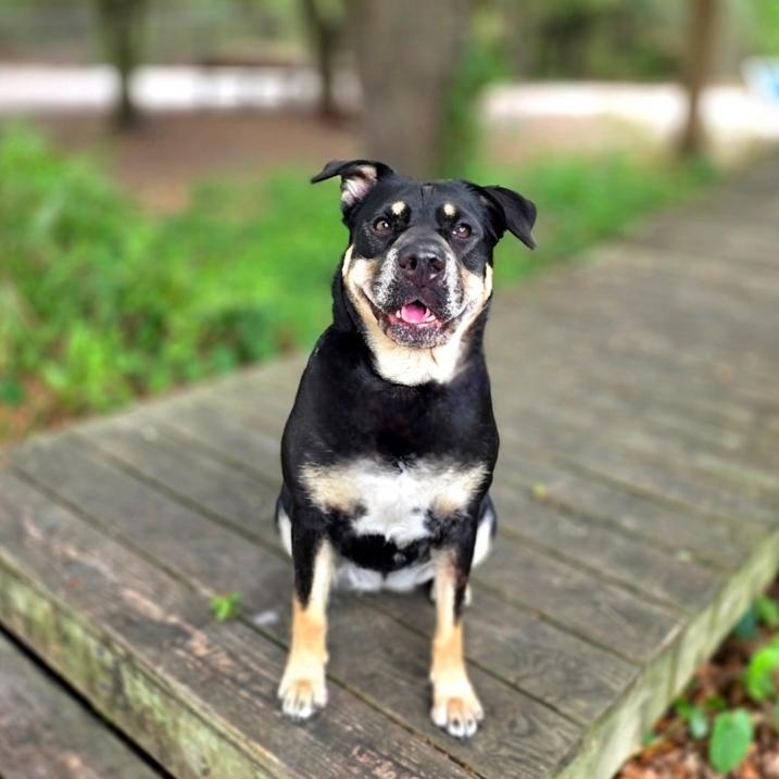 Enlarge Elexis, a Adoptable Mixed Breed in Port Charlotte, FL image 4/6