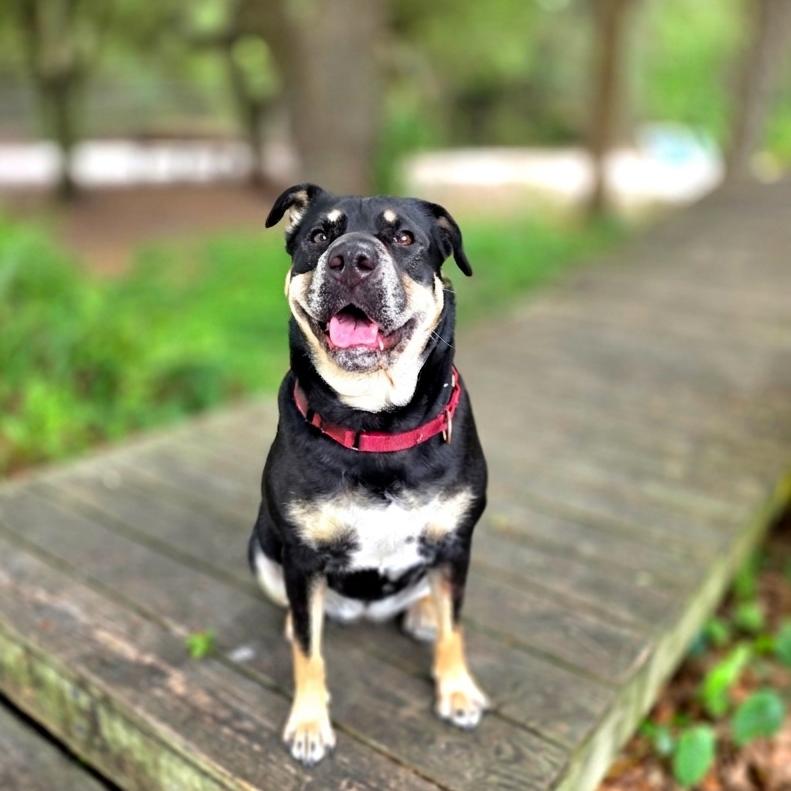 Enlarge Elexis, a Adoptable Mixed Breed in Port Charlotte, FL image 5/6
