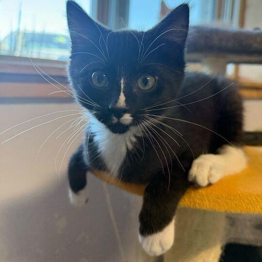 Witches and Warlocks Litter (2 Females & 2 Males)