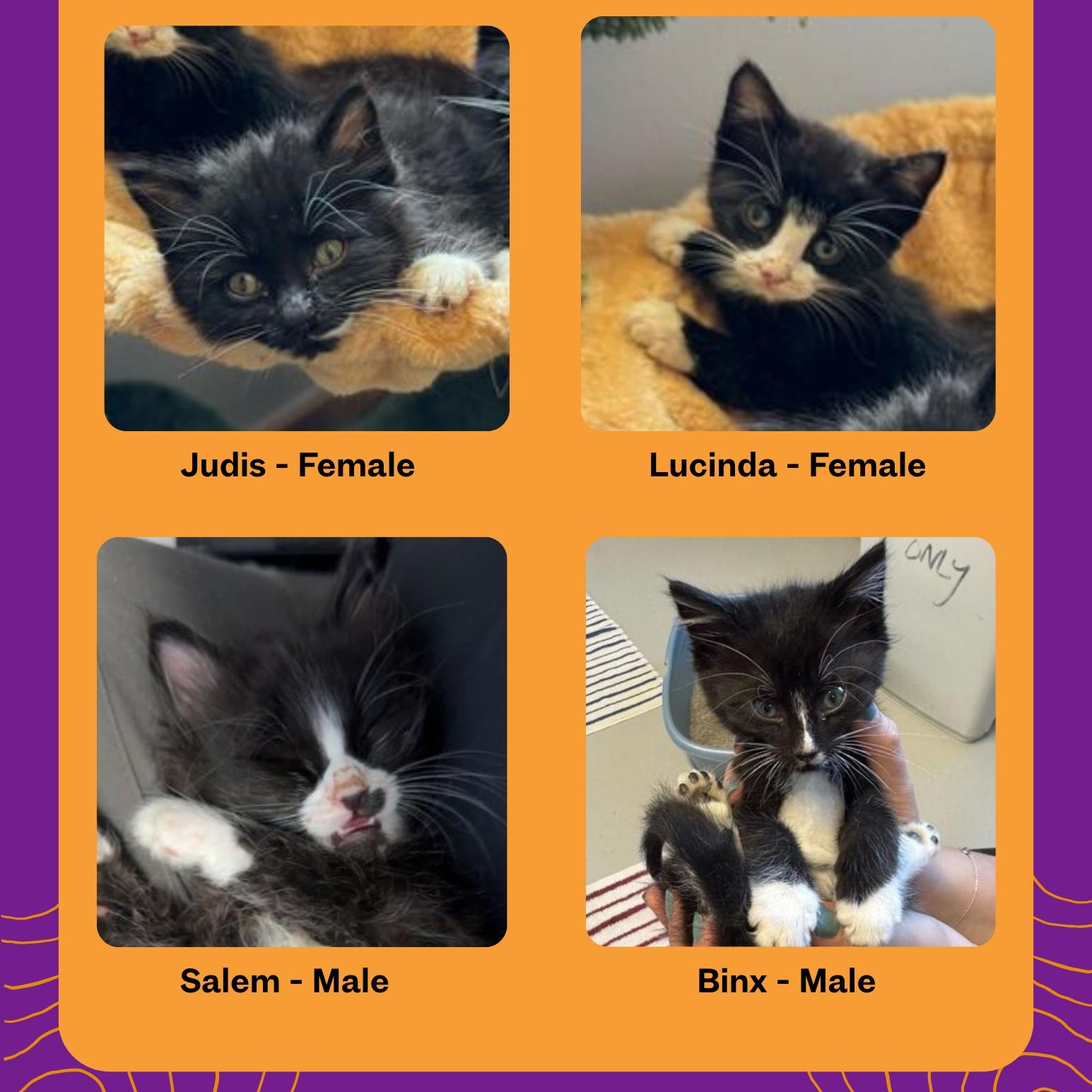 Witches and Warlocks Litter (2 Females & 2 Males)