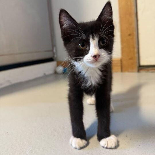 Witches and Warlocks Litter (2 Females & 2 Males)