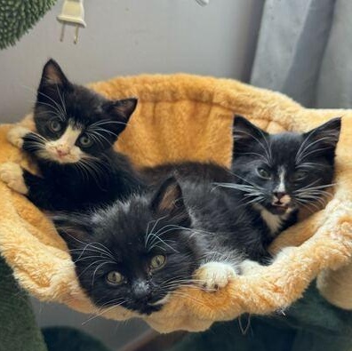 Witches and Warlocks Litter (2 Females & 2 Males)