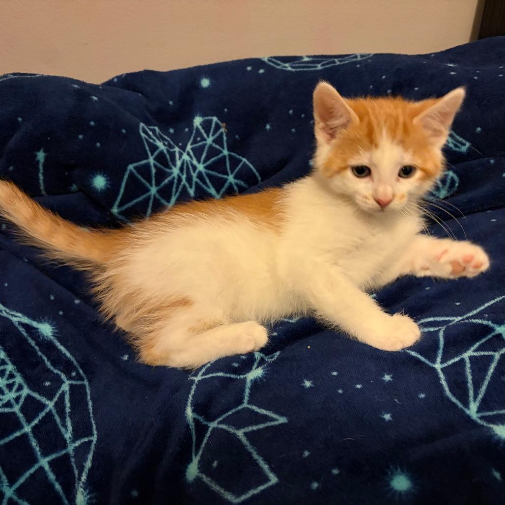 Oak, Adoptable, Kitten Male Domestic Short Hair.