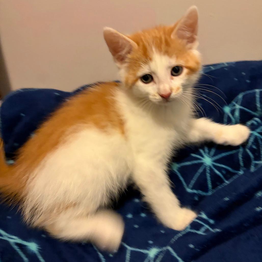 Oak, a Adoptable Domestic Short Hair in Wichita, KS image 2/4