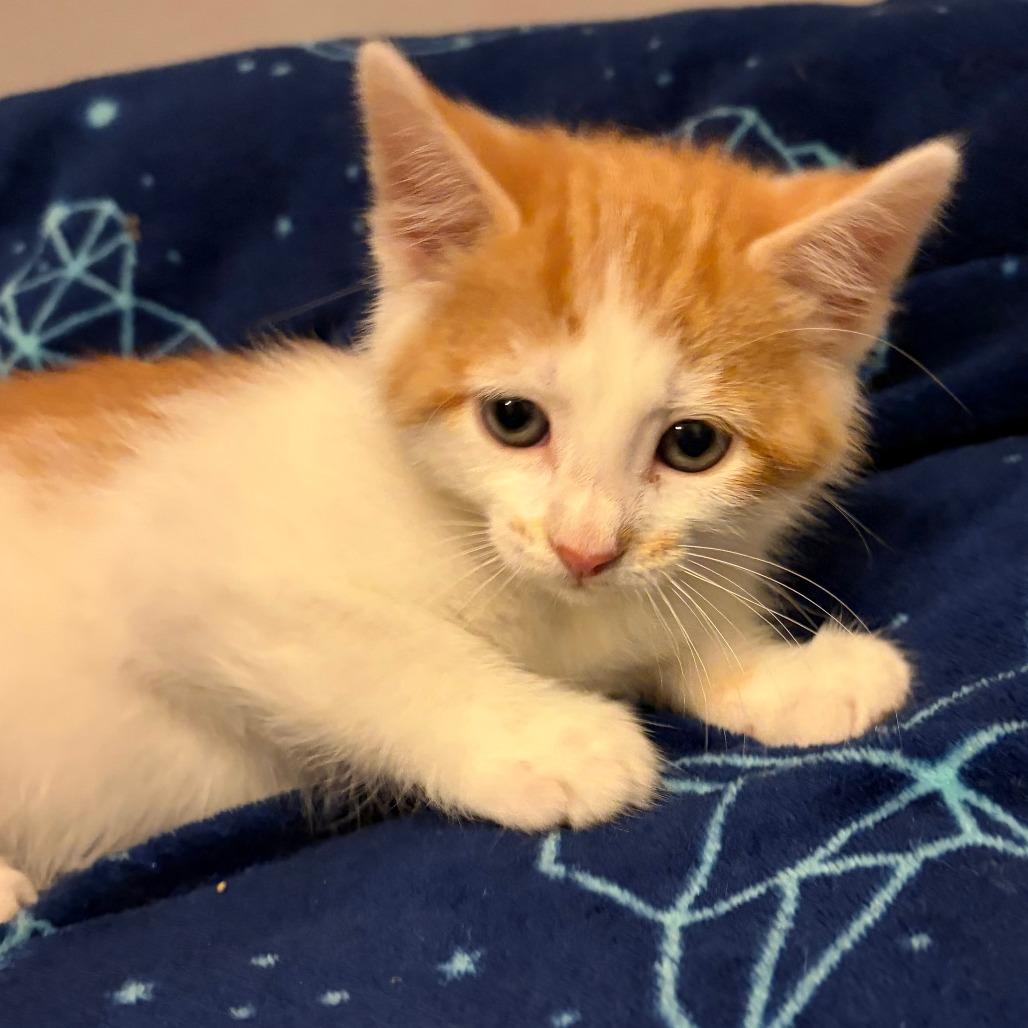 Oak, a Adoptable Domestic Short Hair in Wichita, KS image 3/4