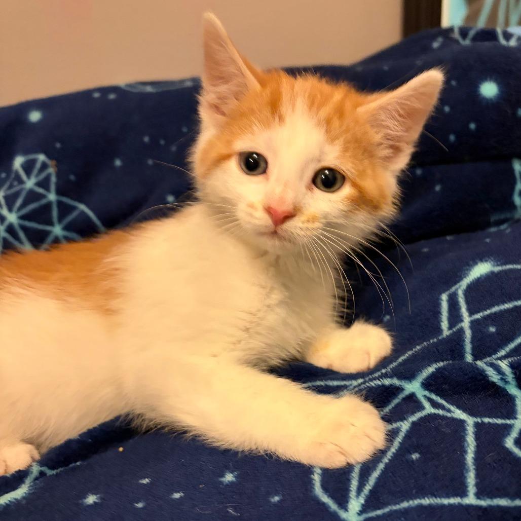 Oak, a Adoptable Domestic Short Hair in Wichita, KS image 4/4