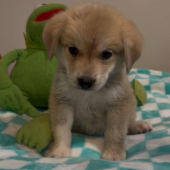 Pea thumbnail 2