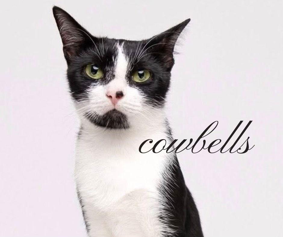 Cowbells, Adoptable, Young Female Domestic Short Hair.