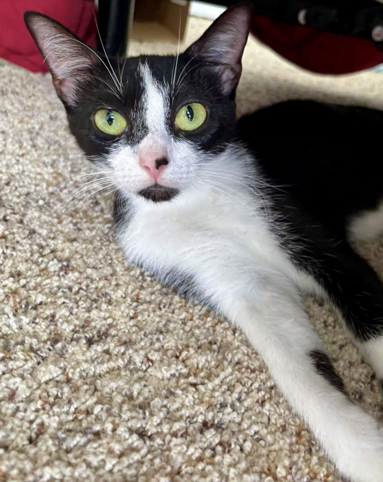 Enlarge Cowbells, a Adoptable Domestic Short Hair in Wilmington, NC image 2/3