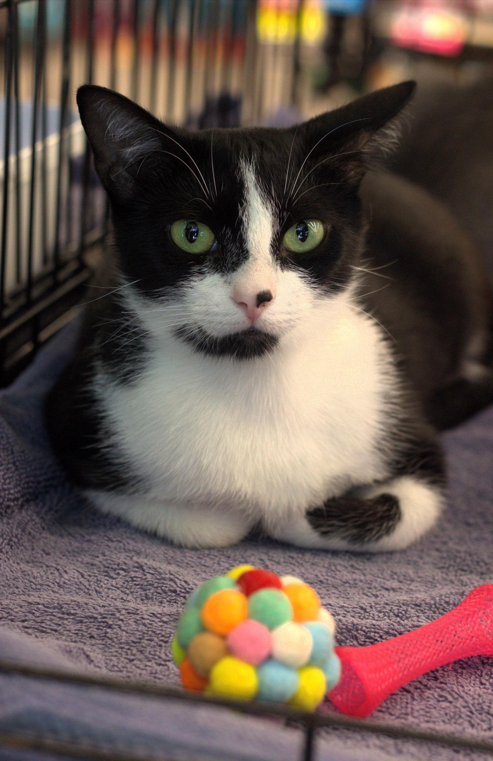 Enlarge Cowbells, a Adoptable Domestic Short Hair in Wilmington, NC image 3/3