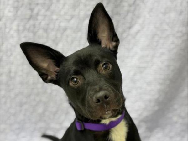 Marble, Adoptable, Young Female Border Collie.