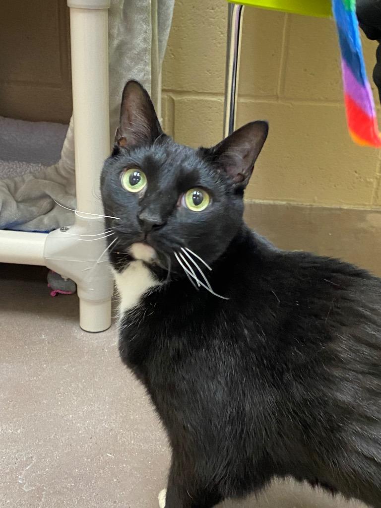 Vladimir thumbnail 2