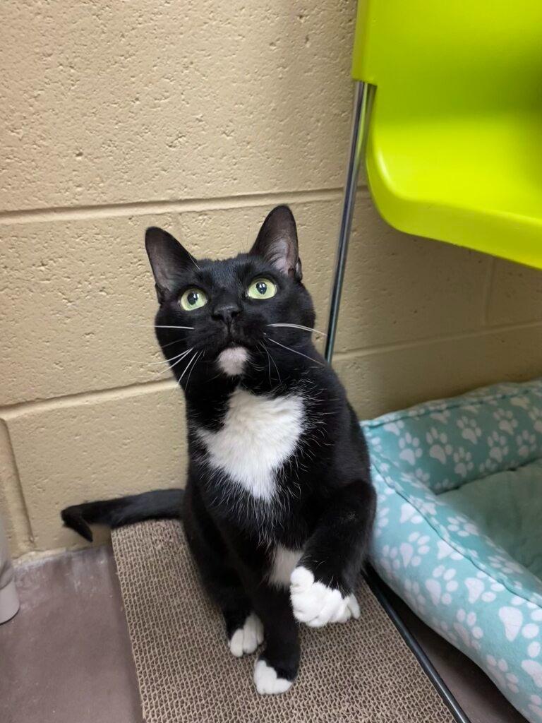 Vladimir thumbnail 5