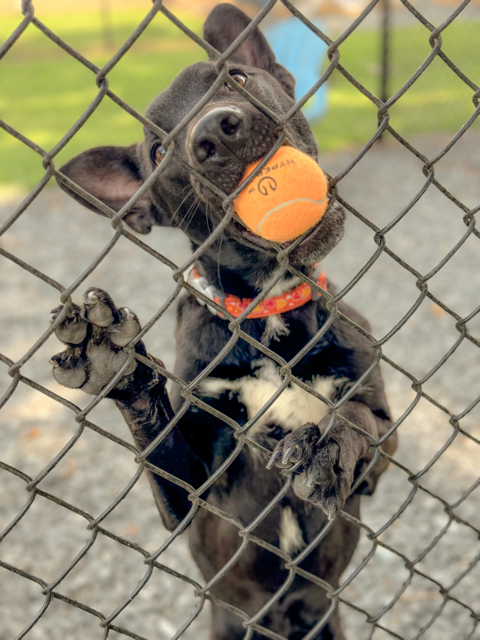 Enlarge Joey, a Adopted mixed breed in Lewisville, NC image 1/4