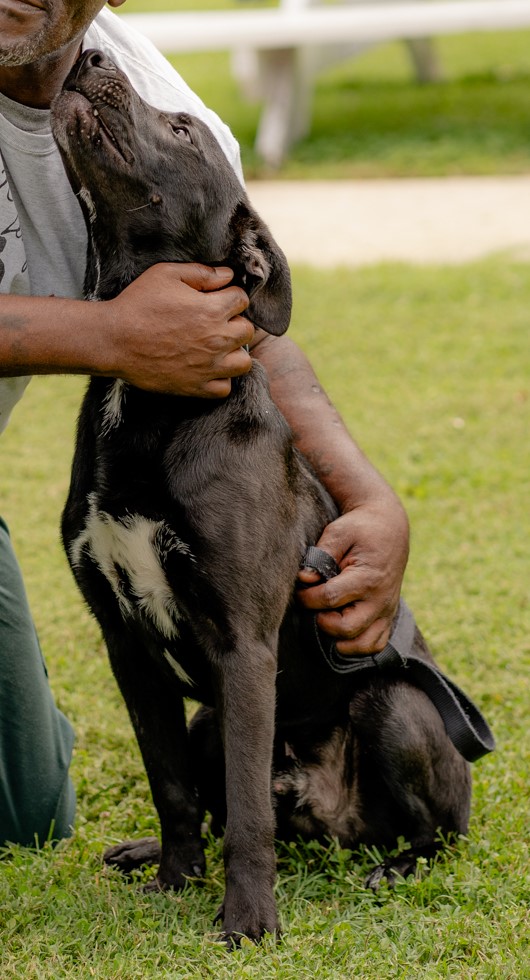 Enlarge Joey, a Adopted mixed breed in Lewisville, NC image 3/4