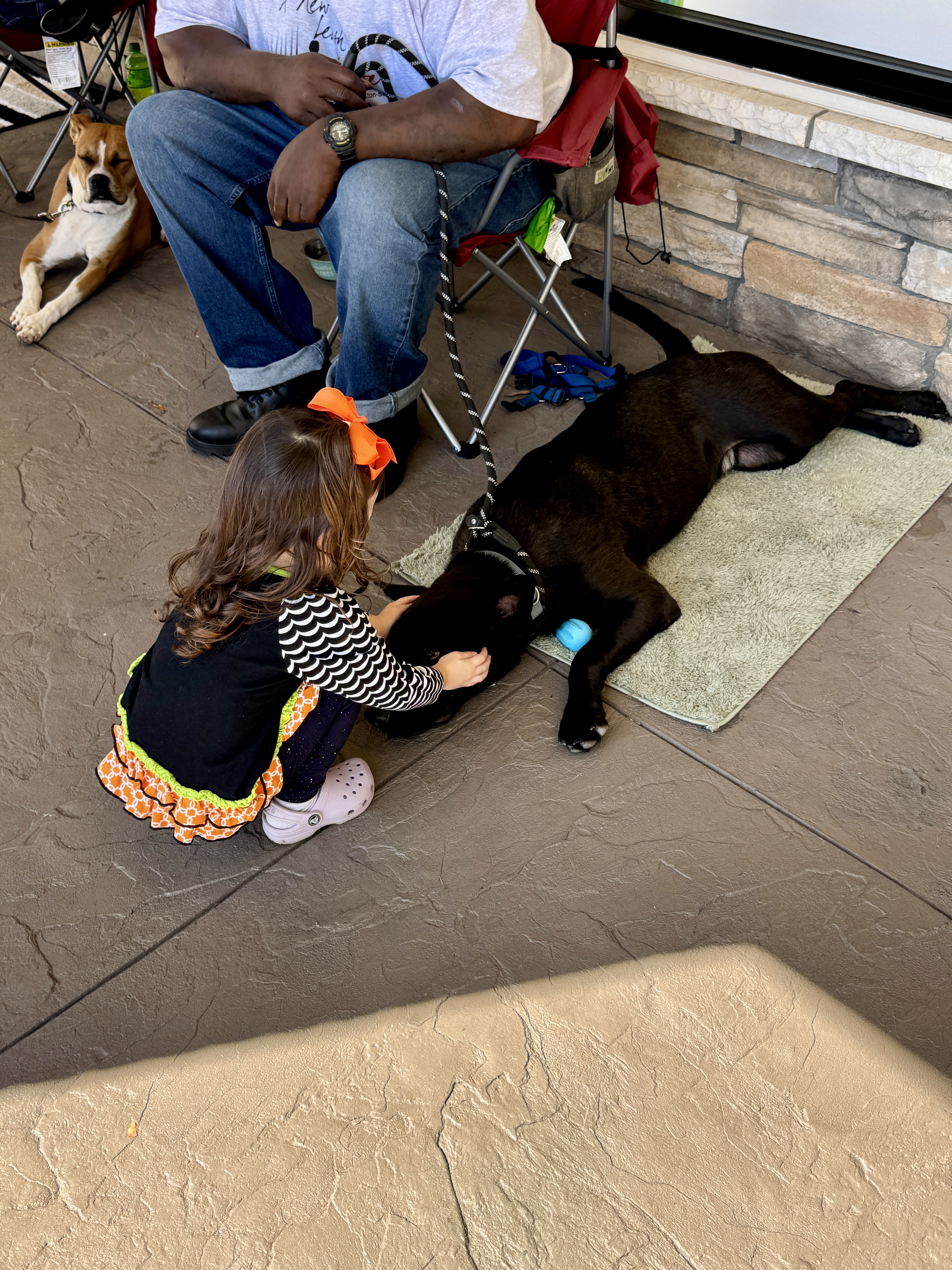 Enlarge Joey, a Adopted mixed breed in Lewisville, NC image 4/4