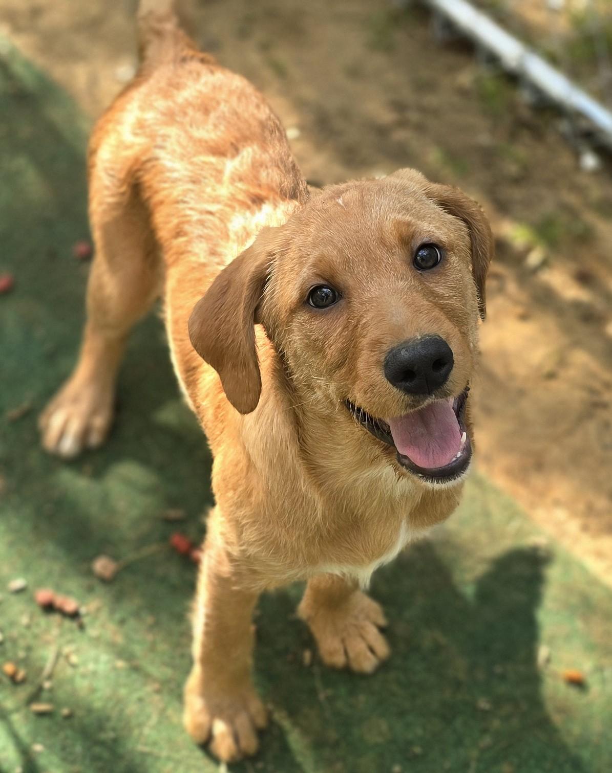 Aspen, a ADOPTABLE mixed breed in Corinth, MS image 2/5