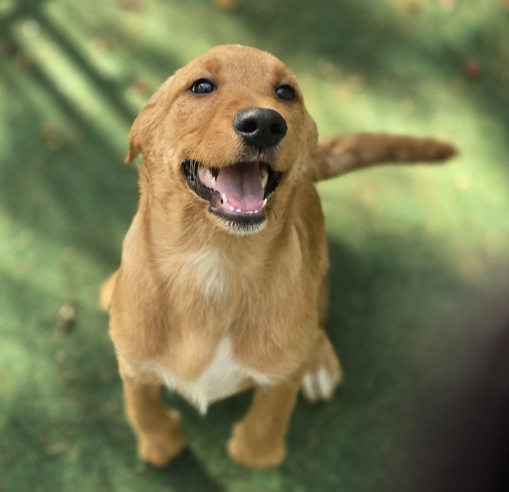 Aspen, a ADOPTABLE mixed breed in Corinth, MS image 3/5