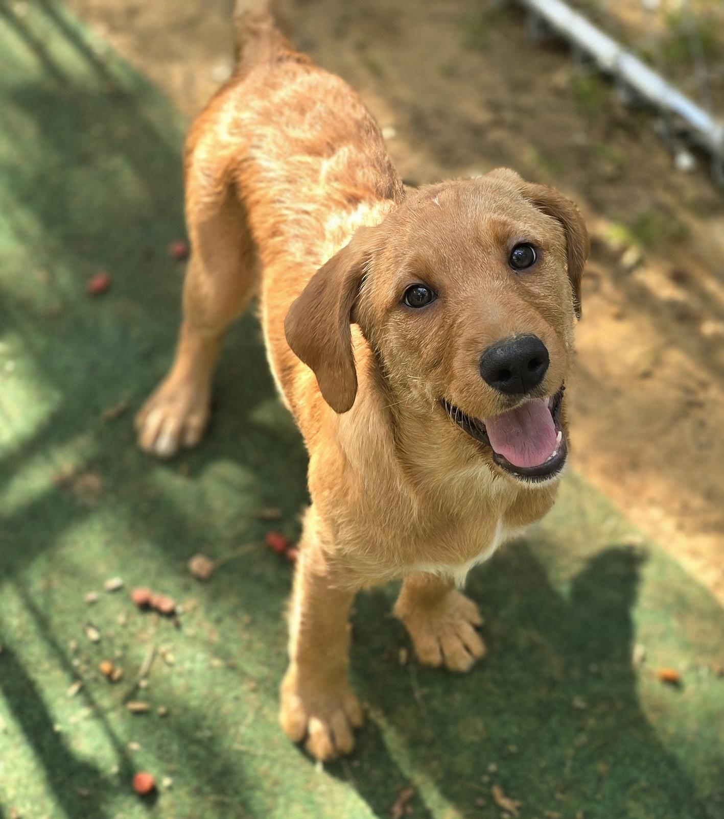 Aspen, a ADOPTABLE mixed breed in Corinth, MS image 5/5