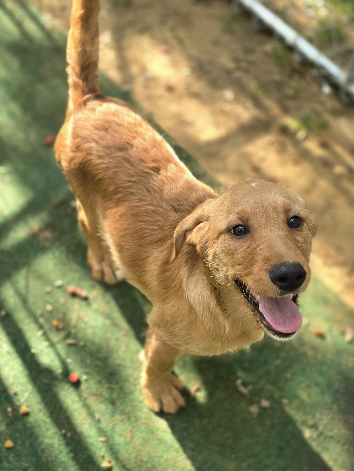 Aspen, a ADOPTABLE mixed breed in Corinth, MS image 4/5