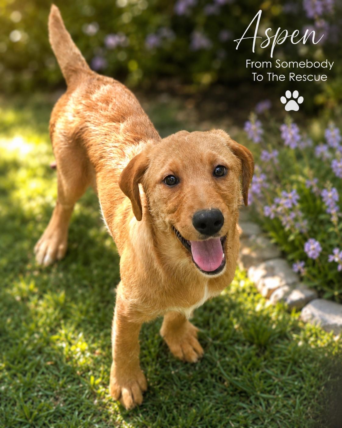 Aspen, a ADOPTABLE mixed breed in Corinth, MS image 1/5