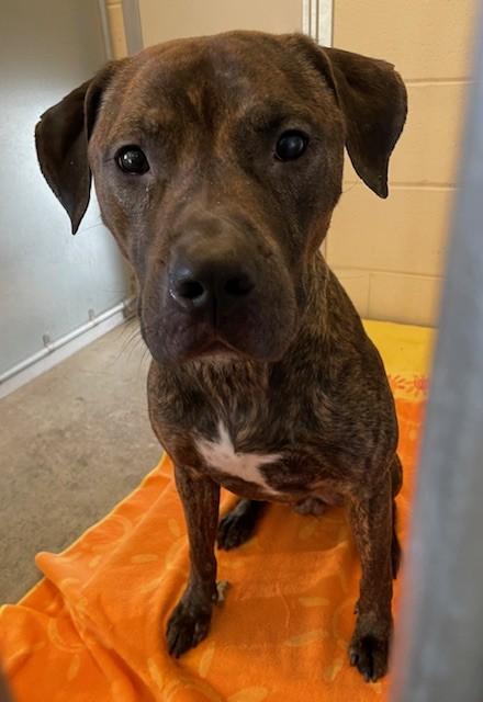 Enlarge Max, a Adoptable mixed breed in Windsor Locks, CT image 1/1