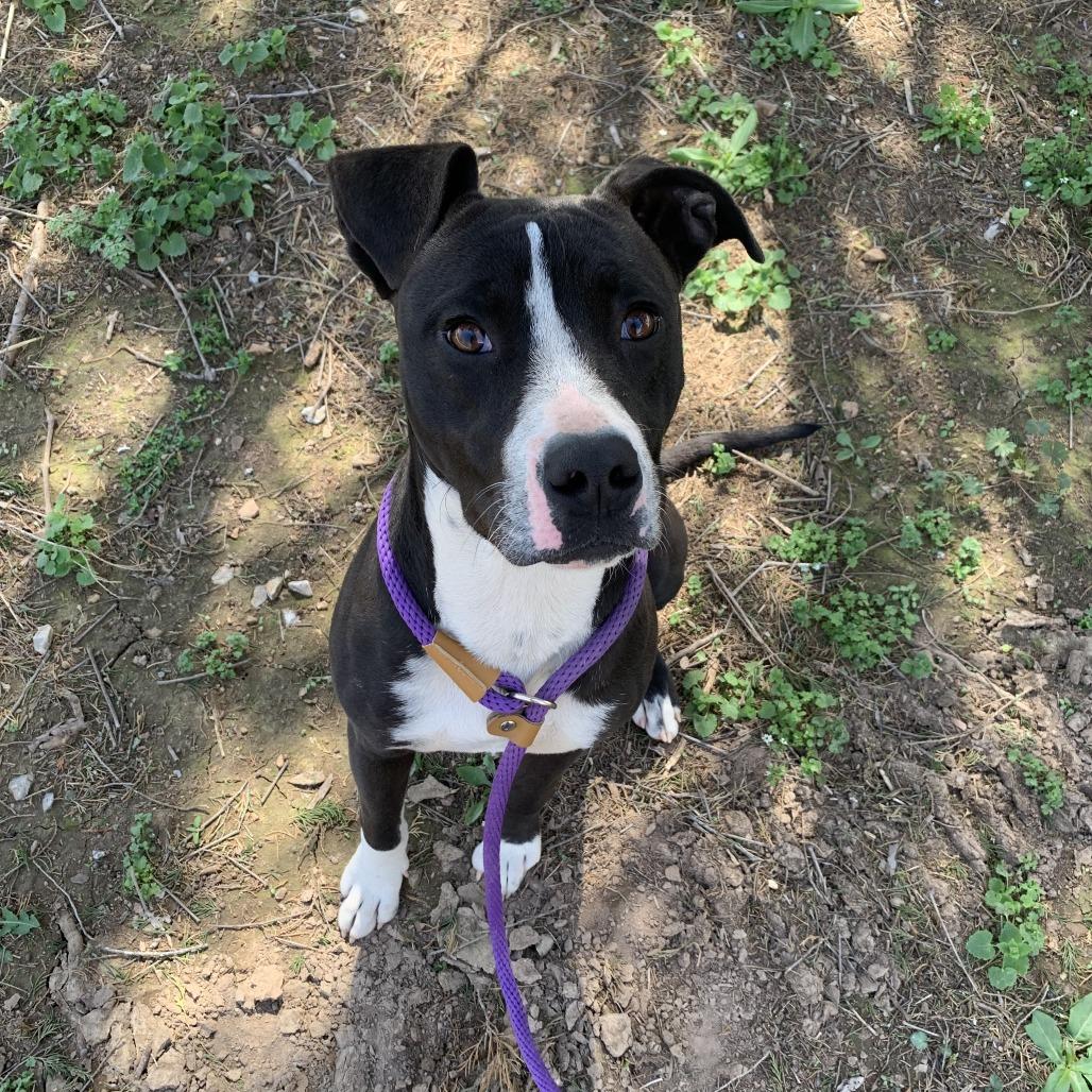 Joey (Berkley), Adoptable, Adult Male American Staffordshire Terrier.