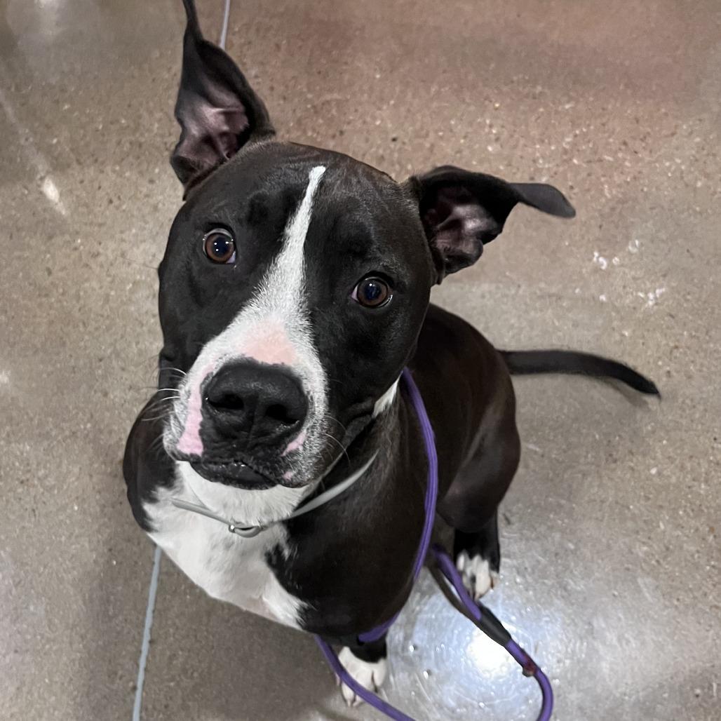 Enlarge Joey (Berkley), a Adoptable American Staffordshire Terrier in Washburn, MO image 2/2