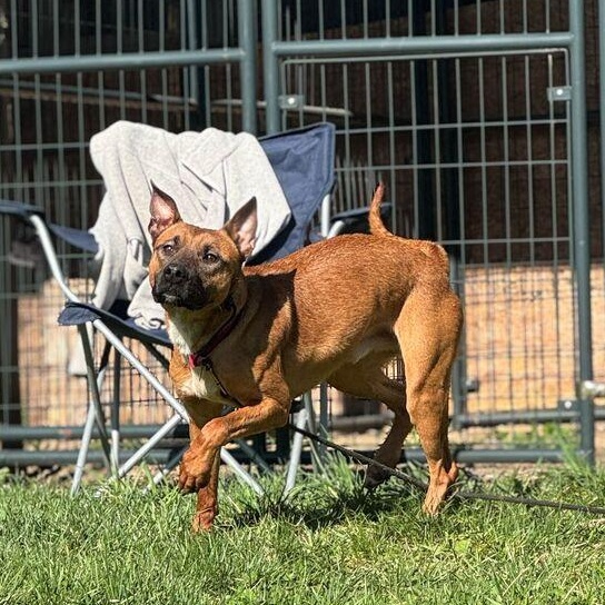 Fireball, a Adoptable mixed breed in Winthrop Harbor, IL image 4/5